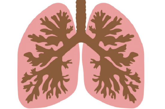 雾霾,肺,保护肺,清肺